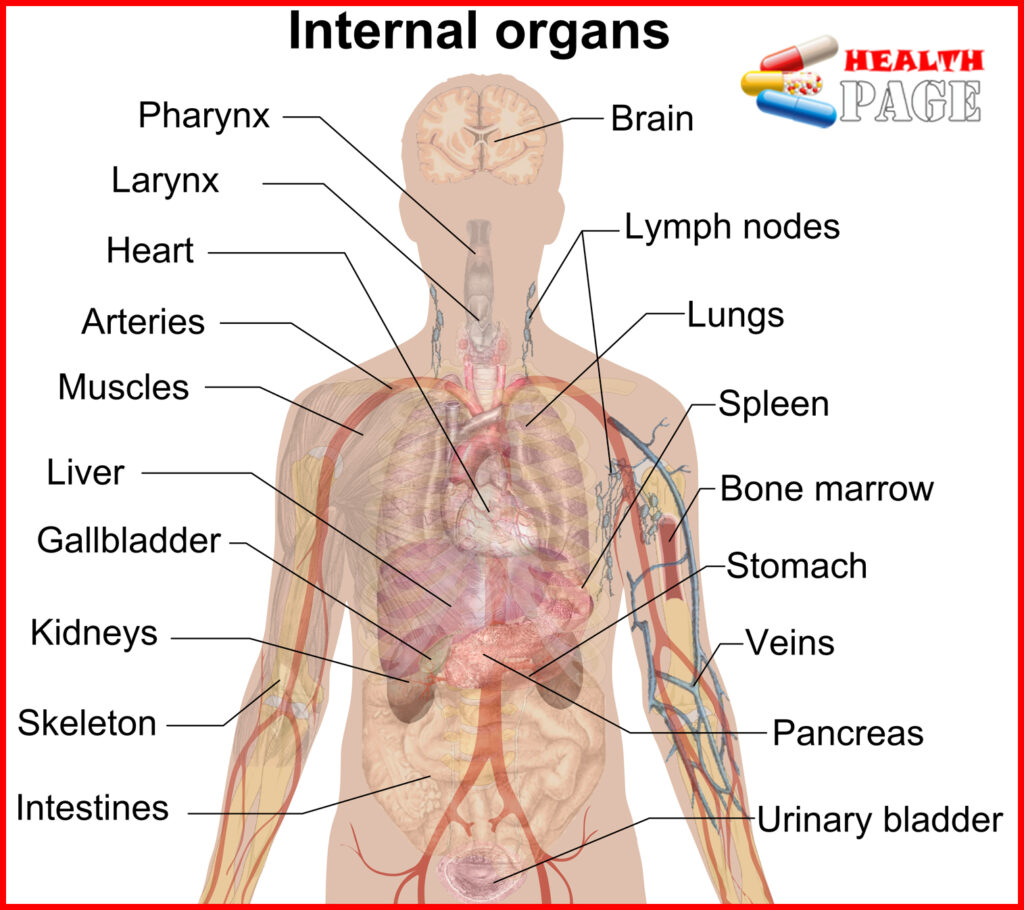 Internal_organs