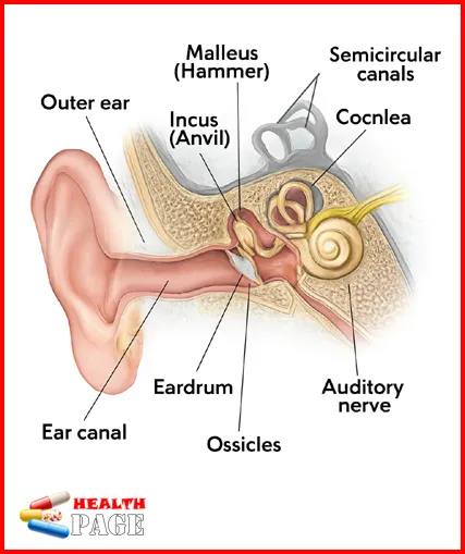 anatomical structure of the human ear (Anatomy of the Throat ( ENT department ))