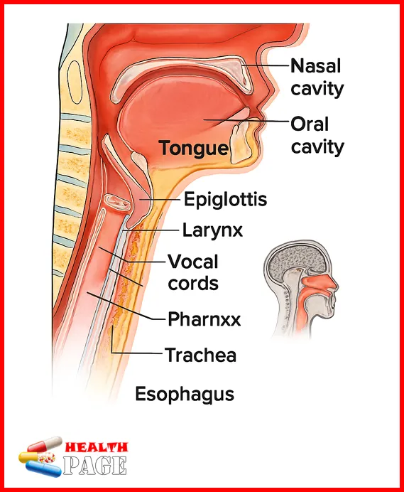 Anatomy of the Throat ( ENT department )