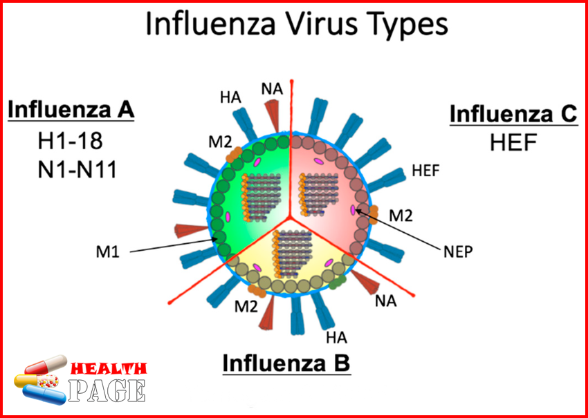 influenza a vs b