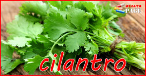 cilantro