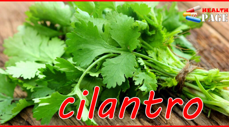 cilantro