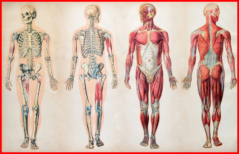 Human Body