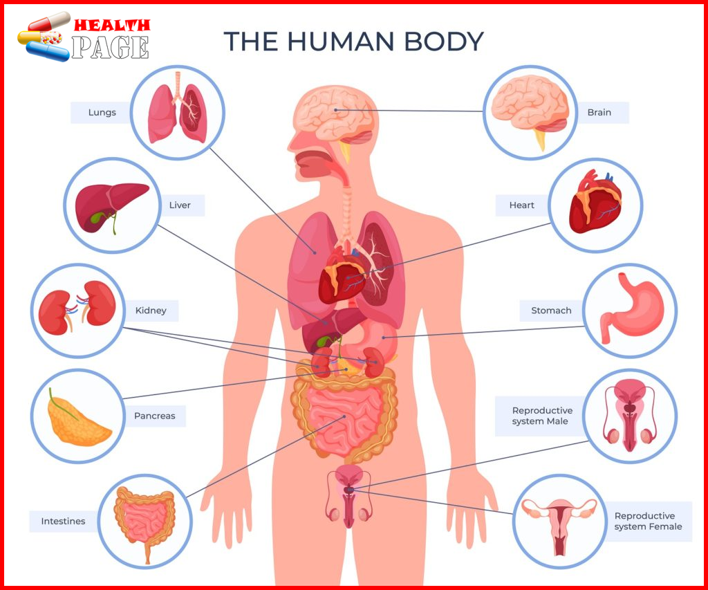 Human body