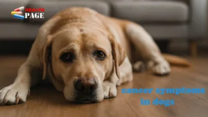 cancer symptoms in dogs