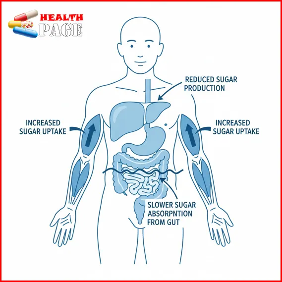 how this common diabetes medicine lowers blood sugar in the body